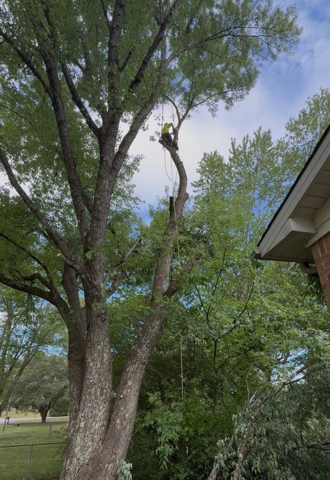 Professional arborist climbing a tree near a home in North Alabama