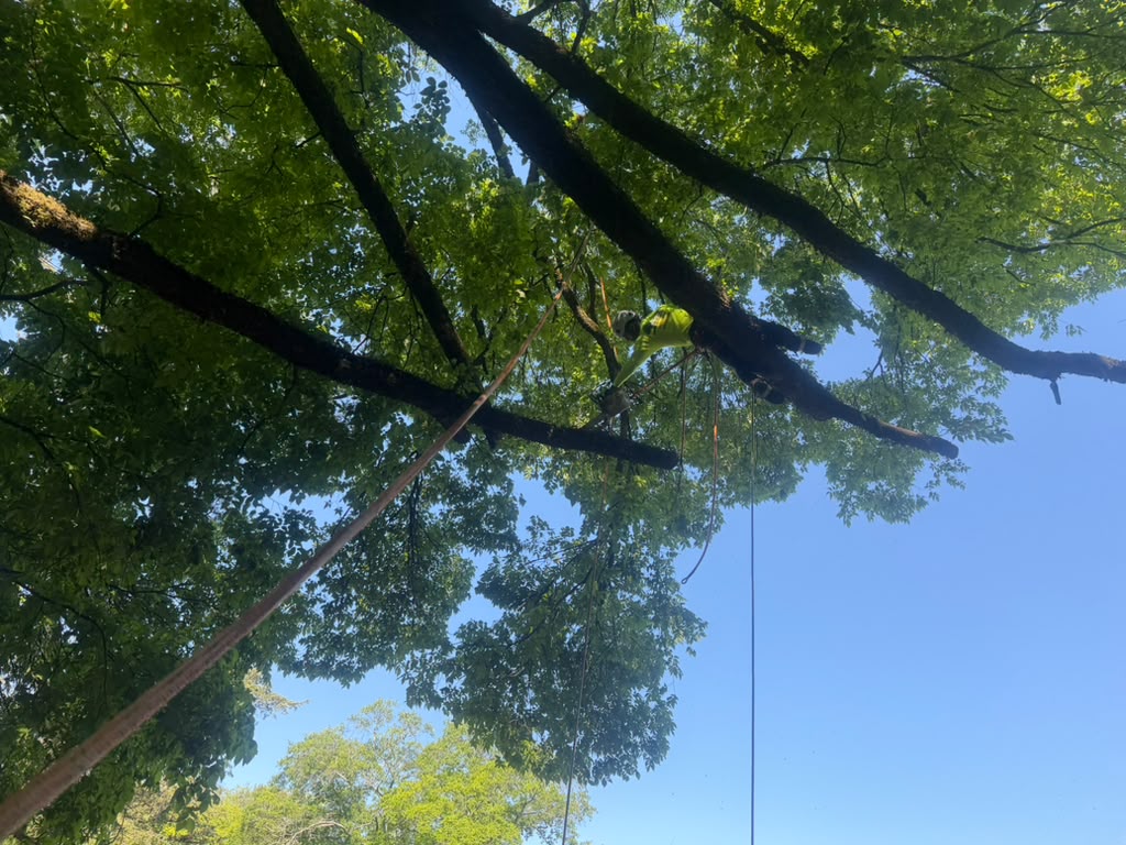 Tree Climbing & Removal — tree service project