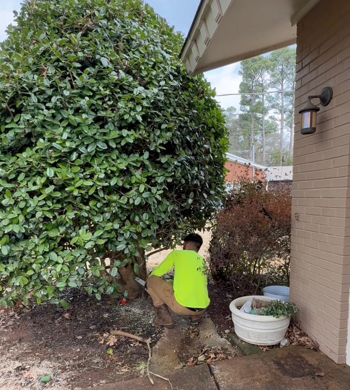 Tree Trimming — tree service project
