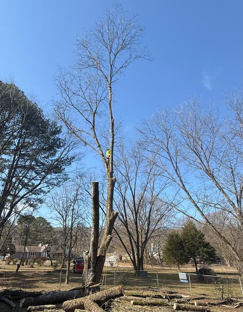 Storm & Dangerous Removal — tree service project