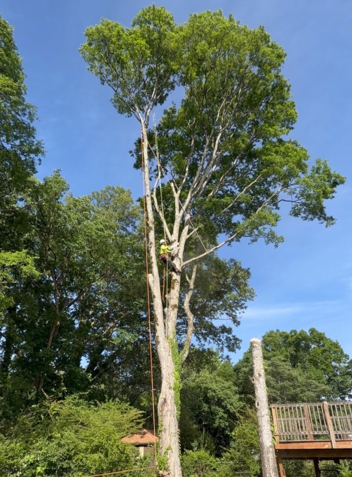 Professional arborist climbing and removing a large tree in Huntsville Alabama