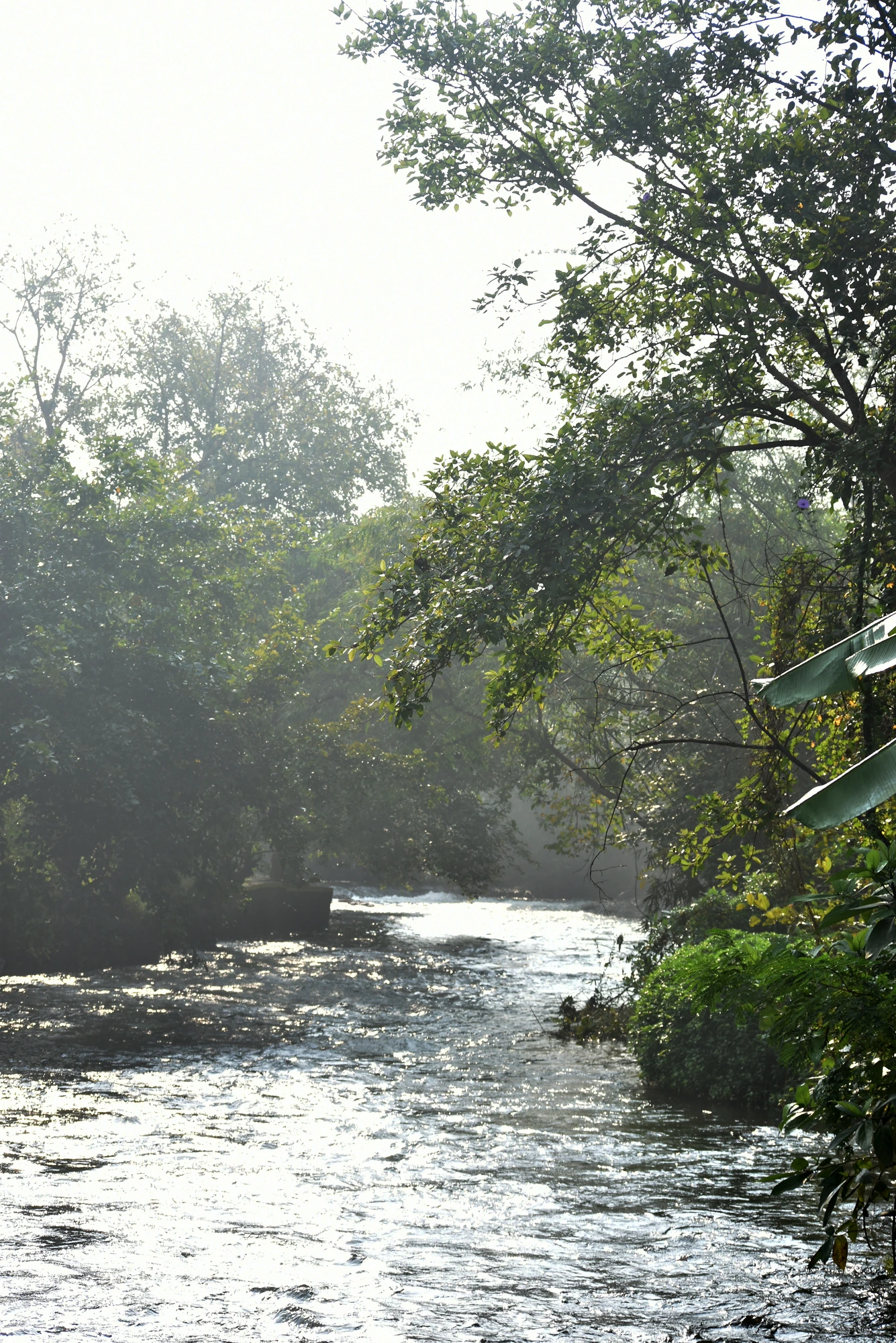 The river running through The Brook, at first light