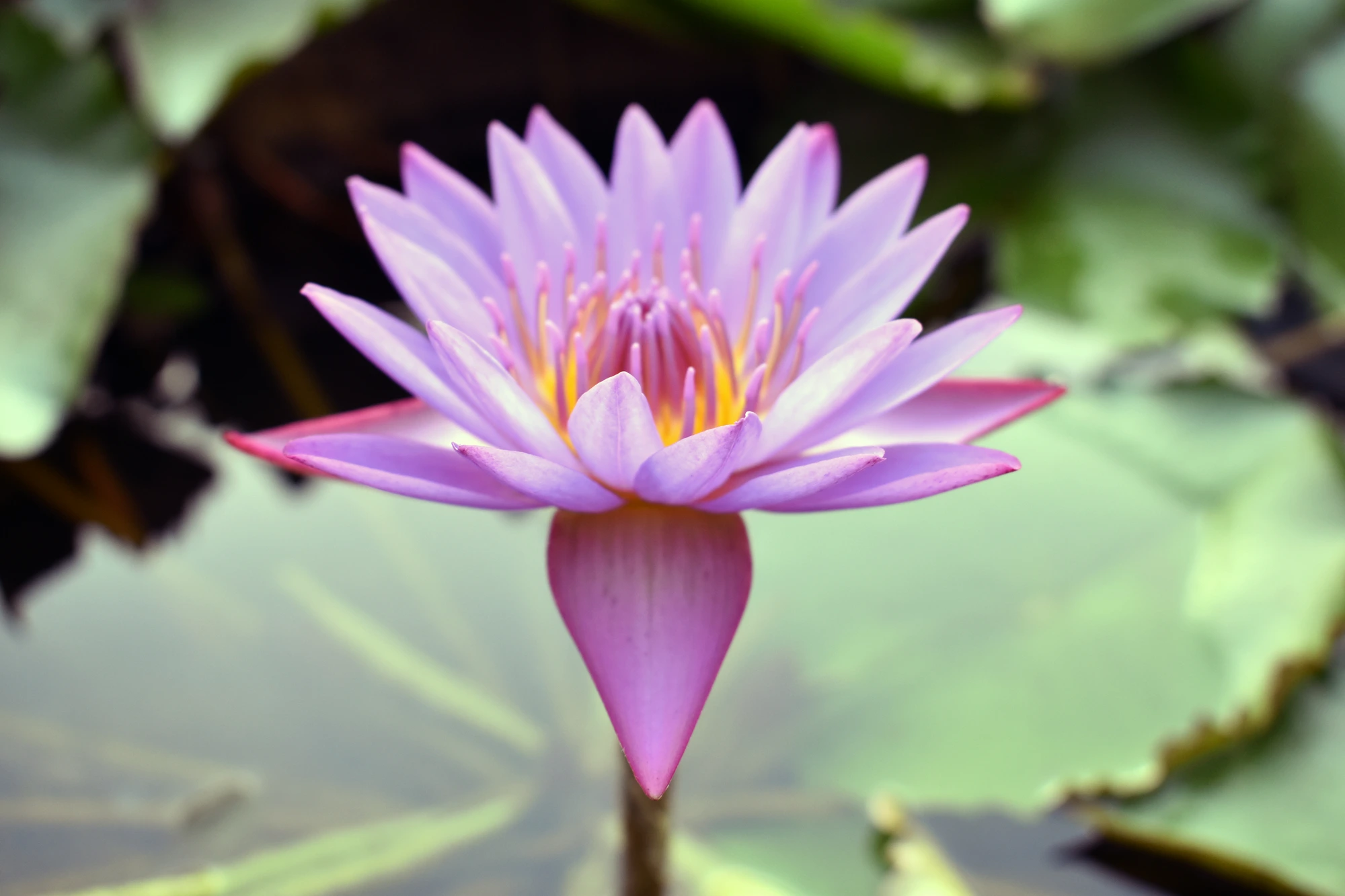 A lotus in bloom on the lily pond