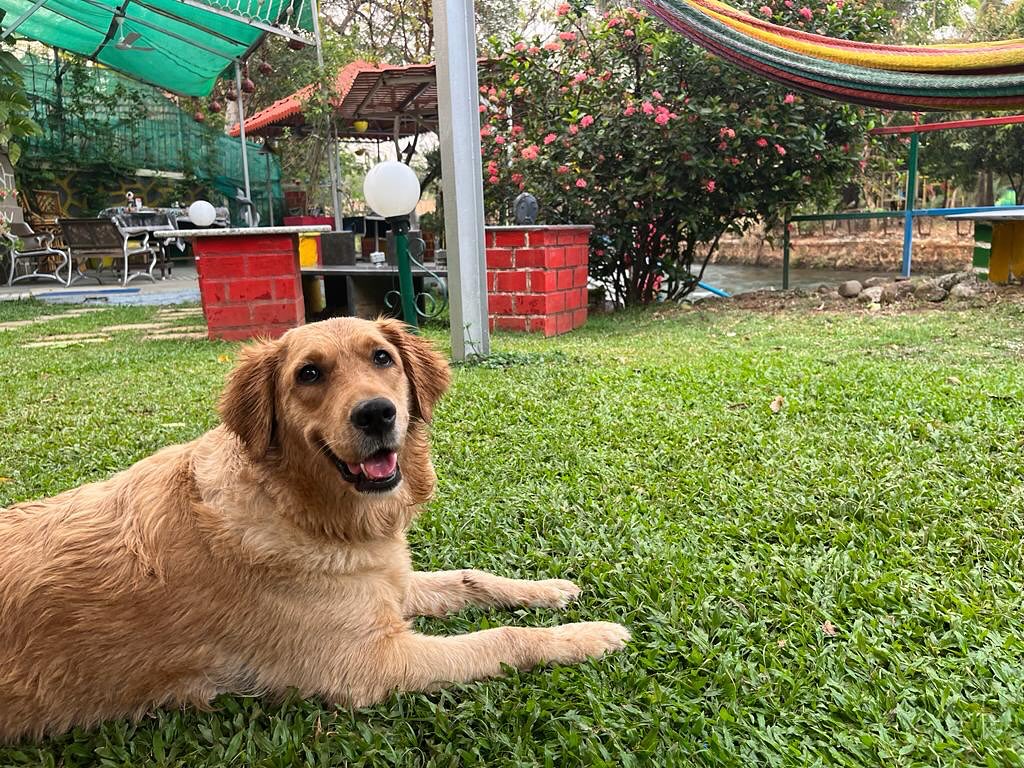 A golden retriever guest, at home on the lawn