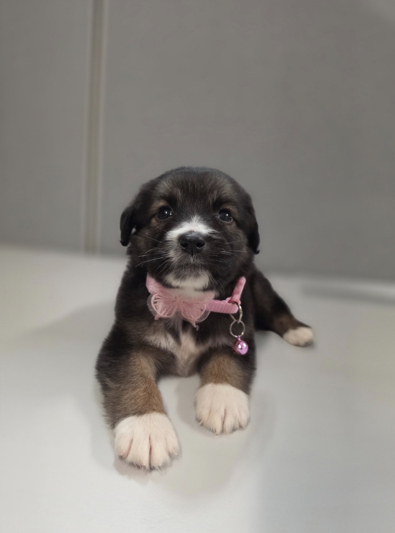 Adorable Rescue Puppy