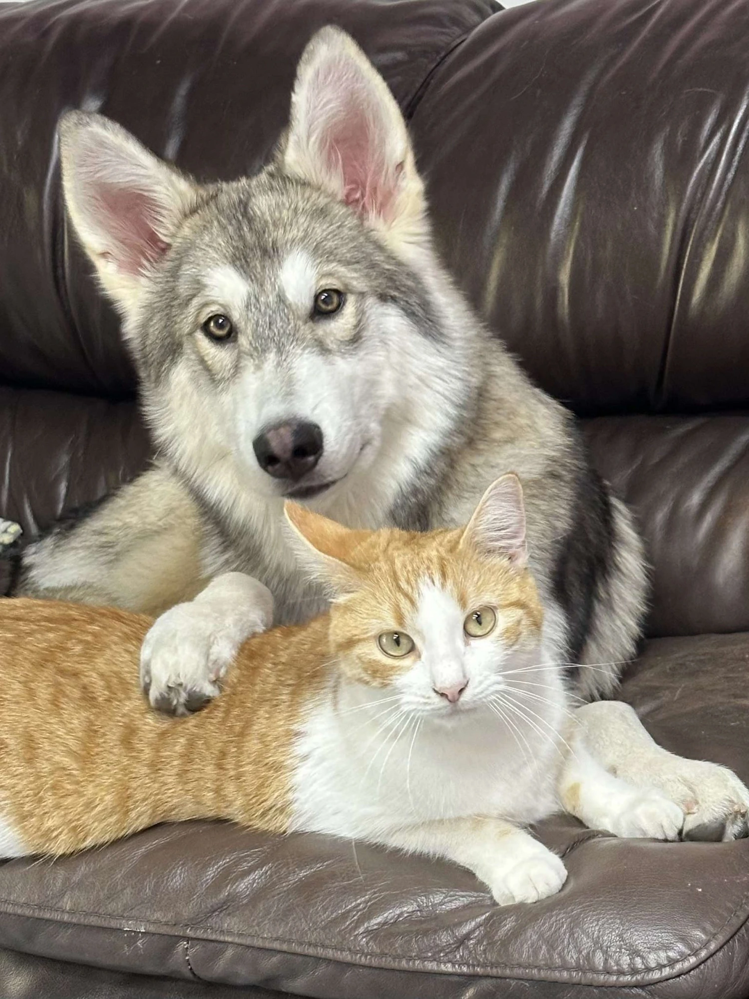 Frankie DNA tested 15% wolf