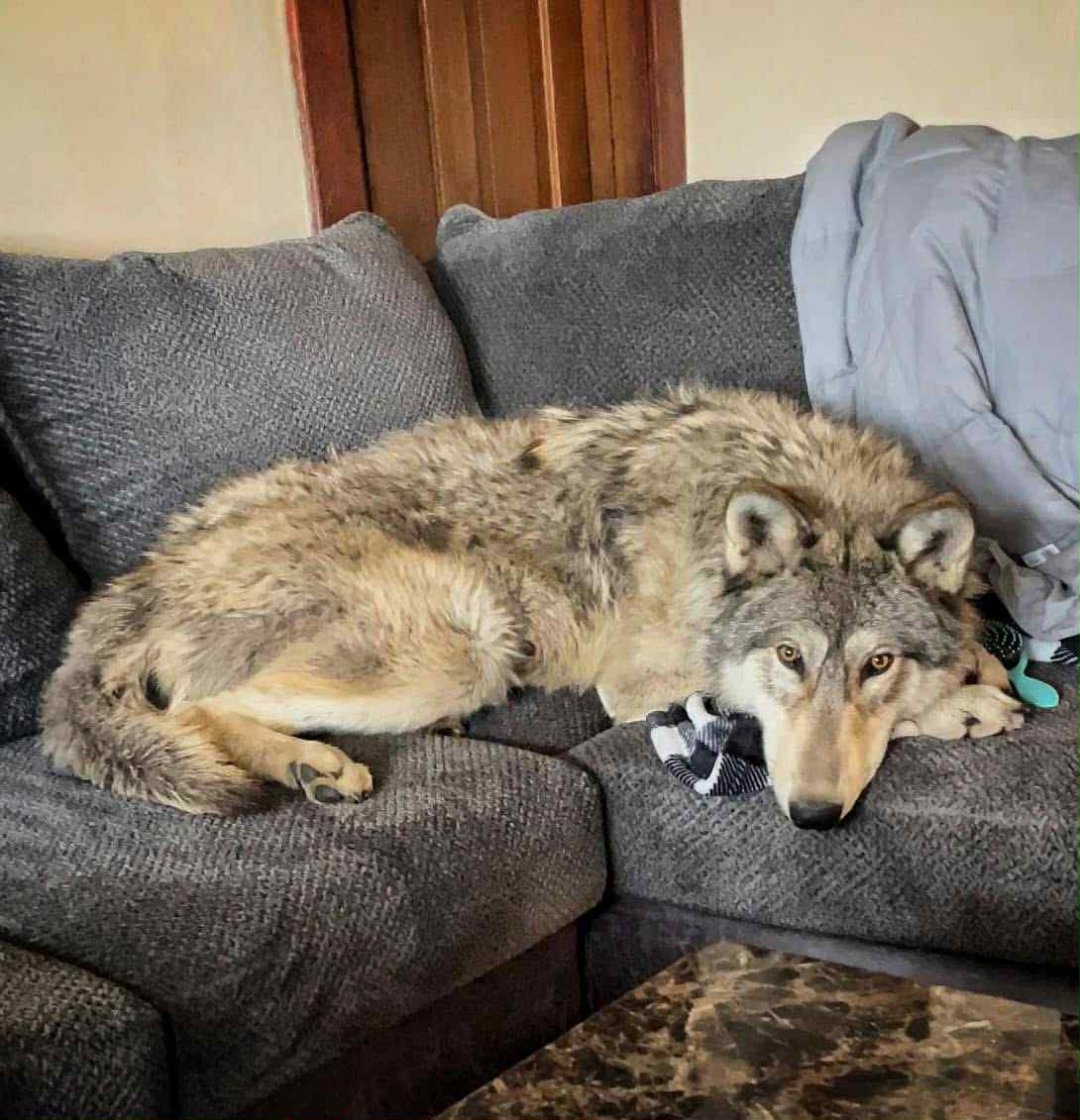 Grizz DNA tested 95% wolf