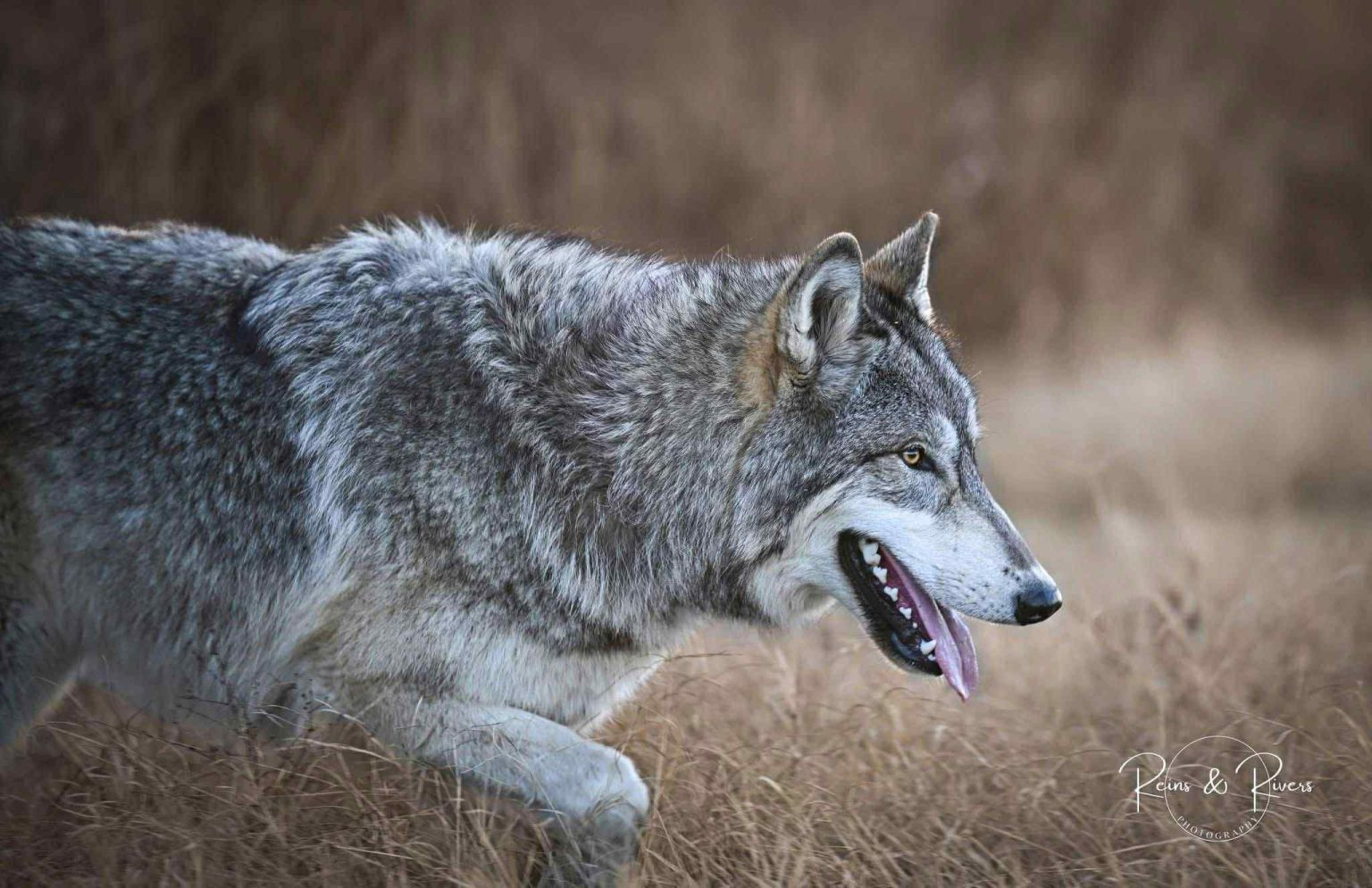 Hazel DNA tested 95% wolf