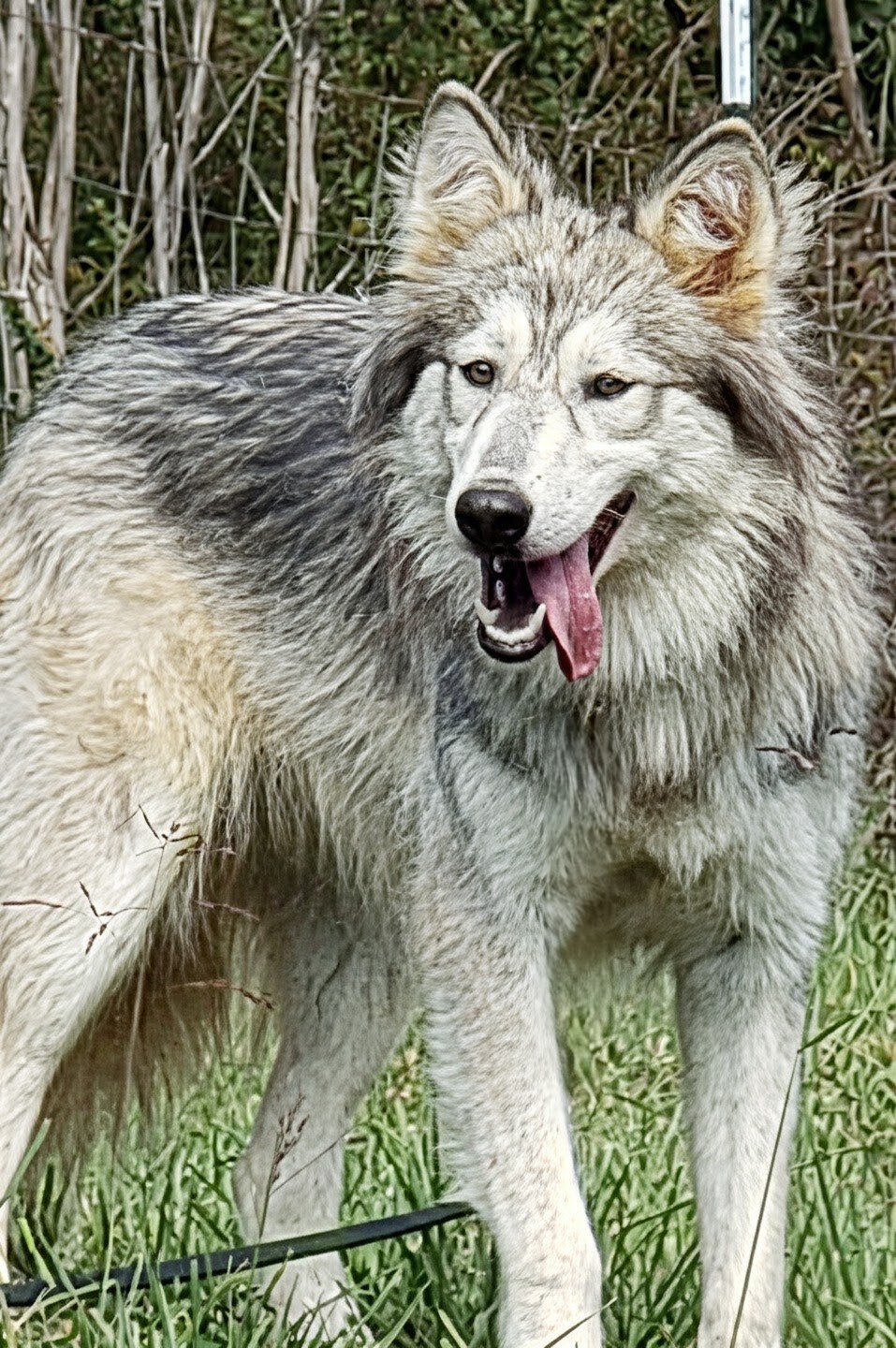 Aurora DNA tested 25% wolf