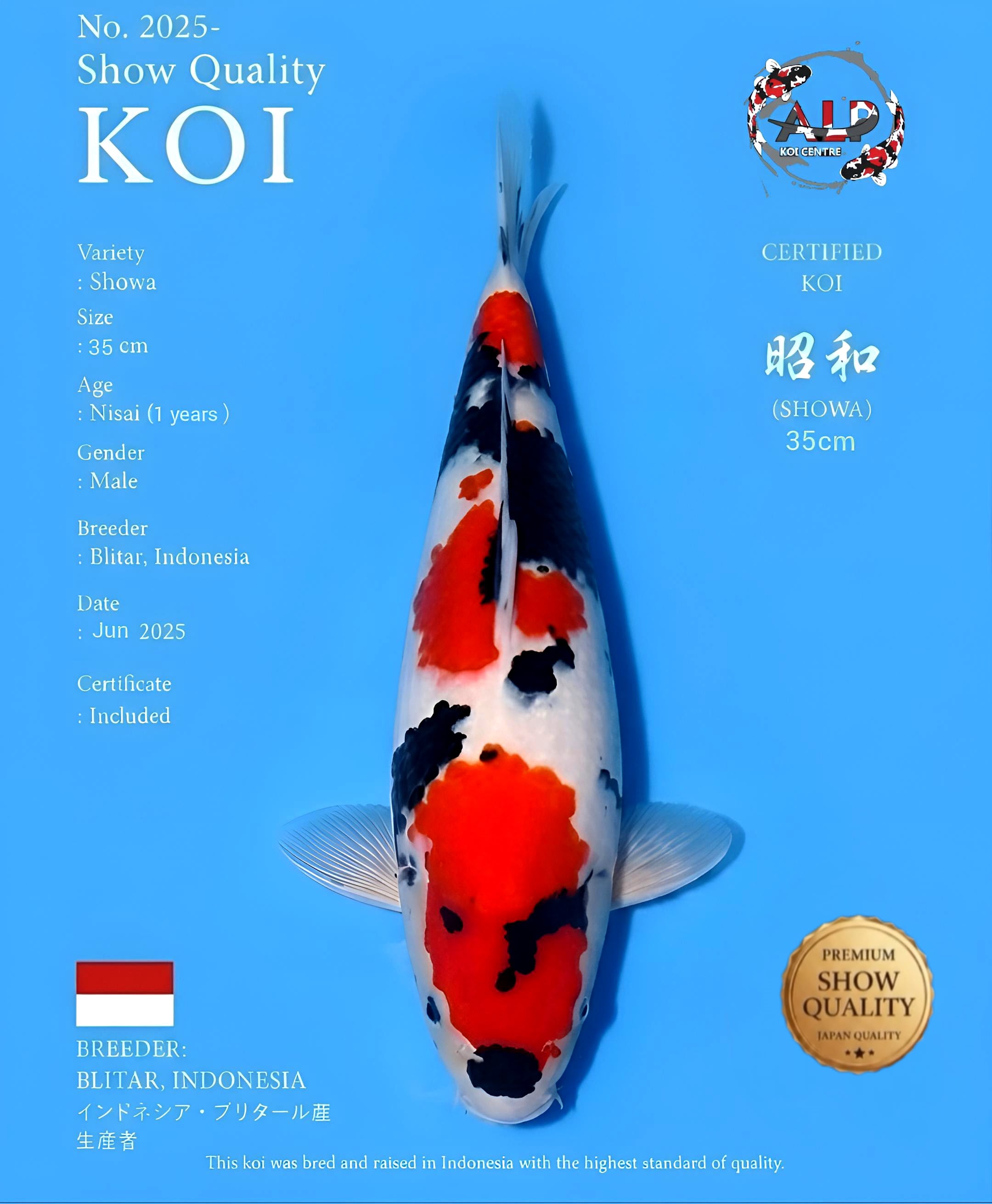 Showa 35cm No. 2025 - Show Quality