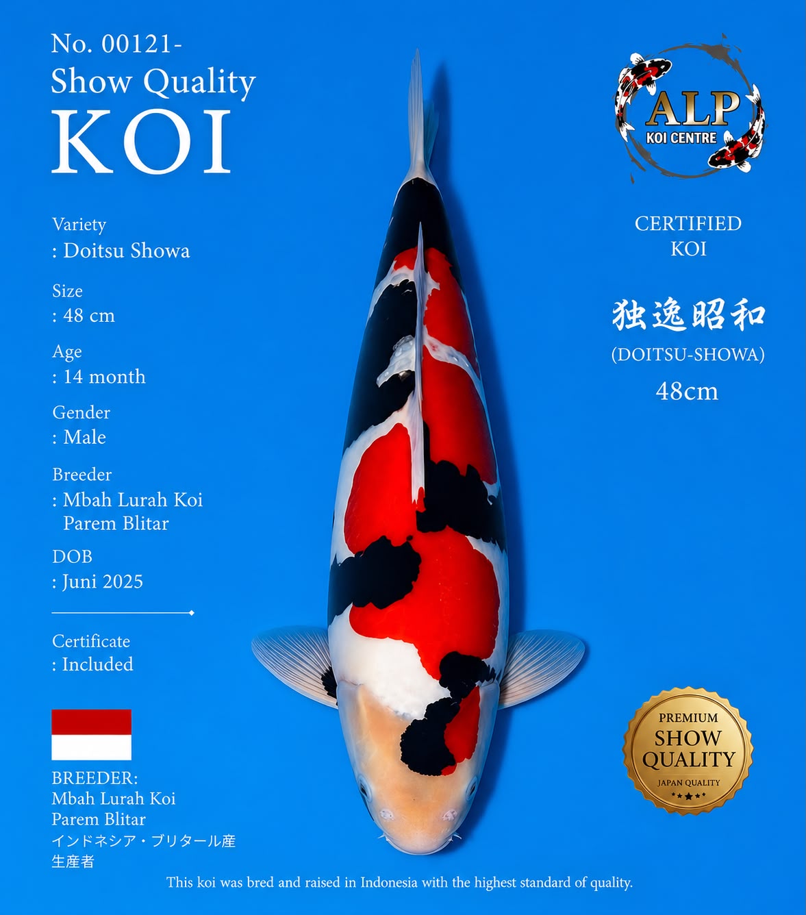 Doitsu Showa 48cm No. 00121 - Show Quality