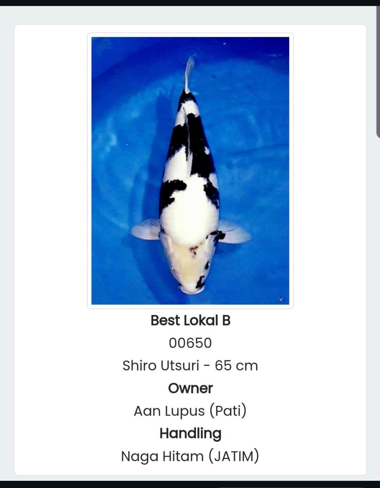 Shiro Utsuri 65cm - Grand Champion B & Best Lokal B
