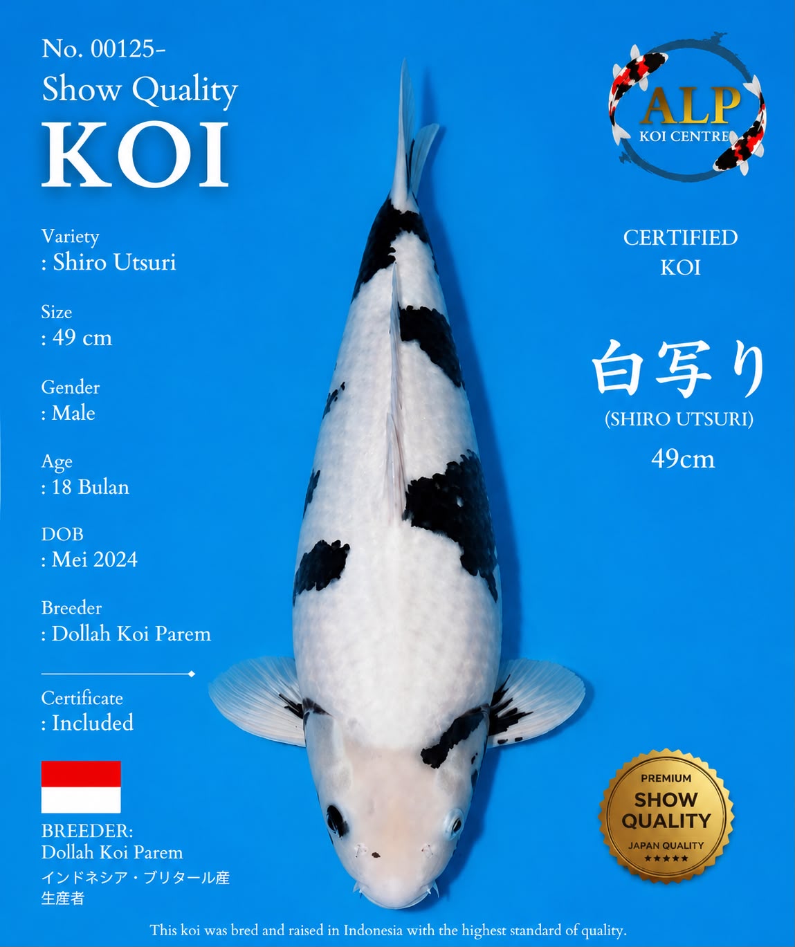 Shiro Utsuri 49cm No.00125 - Young Champion B