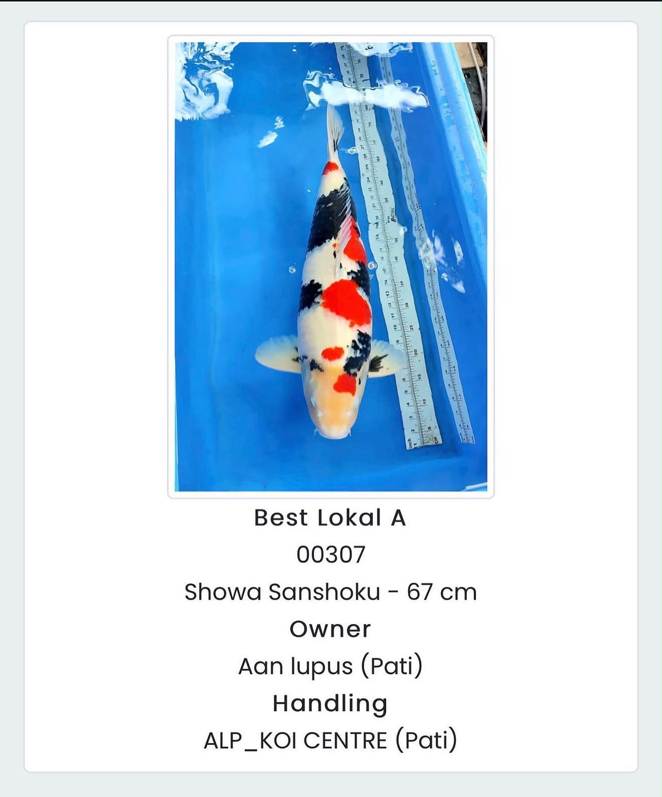 Showa Sanshoku 67cm - Best Lokal A