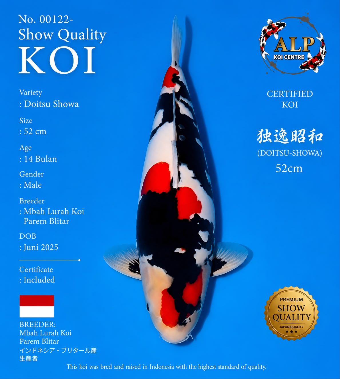 Doitsu Showa 52cm No. 00122 - Show Quality