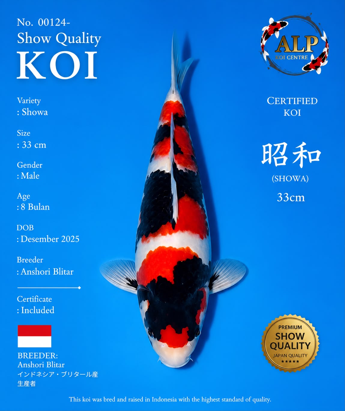 Showa 33cm No. 00124 - Show Quality