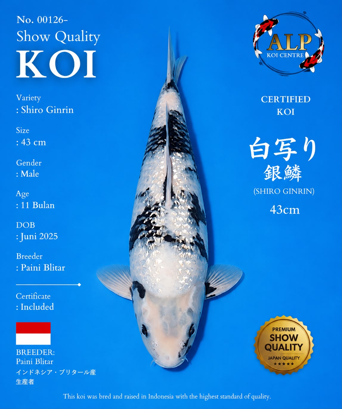 Shiro Ginrin 43cm No.00126 - Junior Champion F